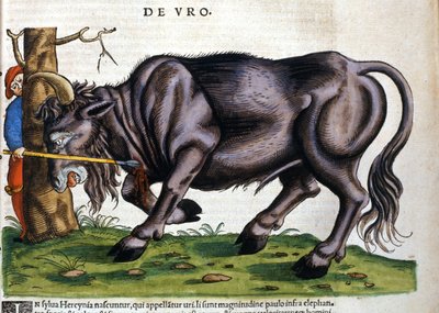 Bisonte europeo (Bos primigenius primigenius) la cui razza si estinse nel XVII secolo in "Historia Animalium" di Konrad Gesner da Unknown artist