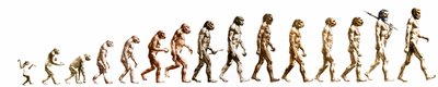 Evoluzione: Confronto delle morfologie dalla scimmia all