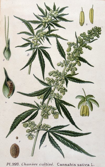 Pianta di cannabis femmina. Incisione del XIX secolo da Unknown artist