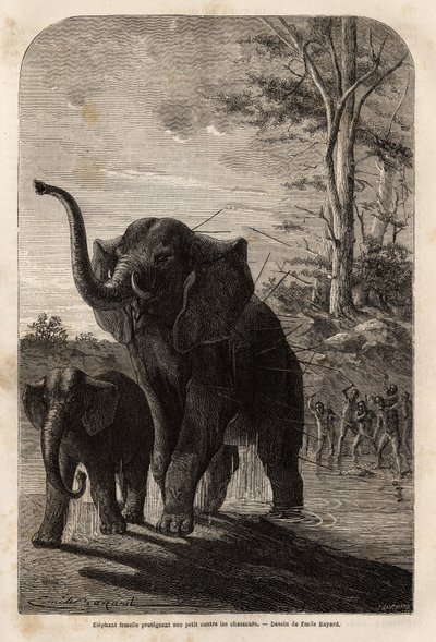 Elefante femmina che protegge il suo piccolo dai cacciatori di giavellotti dello Zambesi. Incisione per illustrare i primi viaggi del Dr. Livingstone in Africa meridionale dal 1840 al 1856, in "Le tour du monde, nouveau journal des voyages", a cura di Edou da Unknown artist