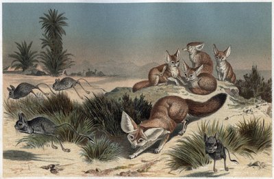Fennec o volpe del deserto del Sahara - Volpe del deserto (Vulpes zerda) - incisione da 