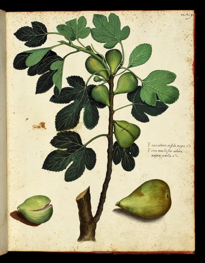 Fico e ramo di fico, tavola botanica tratta da un trattato di Storia Naturale su frutta e verdura. Fondo Ulisse Aldrovandi, Bibl. Universitaire, ed. 1603 da Unknown artist