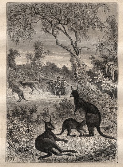 Primo viaggio (1768-1771) del capitano James Cook (1728-1779): i marinai scoprono i canguri (Australia) - illustrazione tratta da 