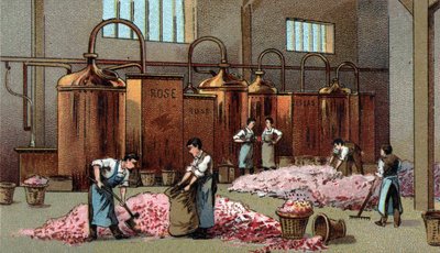Distilleria di fiori per la produzione di petrolio e acqua di fiori. Cromolitografia della fine del XIX secolo da Unknown artist