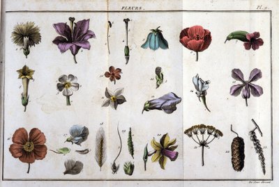 Fiori: in “Flora Francese, o una breve descrizione di tutte le piante che crescono naturalmente in Francia, disposte secondo un nuovo metodo di analisi a cui si allega la citazione delle loro virtù meno equivoche in medicina e la loro utilità in da Unknown artist