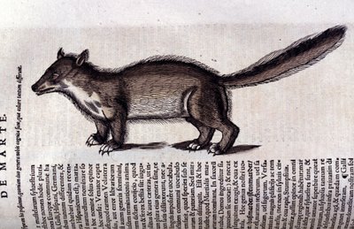 Animale peloso - in Historia Animalium di Conrad Gesner (1516 - 1565), Tiguri da Unknown artist