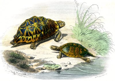 Tartaruga Geometrica (Testudo geometrica) e Tartaruga Gialla da Unknown artist
