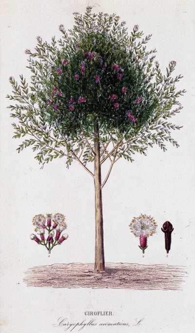 Chiodi di garofano (Caryophyllus aromaticus) da Unknown artist