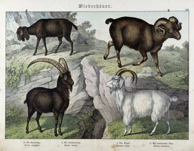Capra - in "Natural History of Mammals", ed. Schreiber da Unknown artist