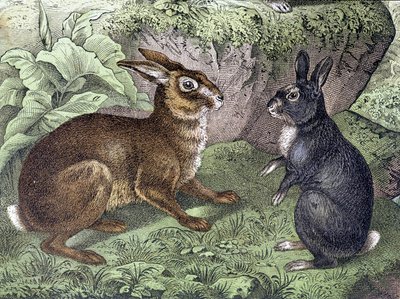 Lepre e Coniglio - in "Storia naturale dei mammiferi", ed. Schreiber da Unknown artist