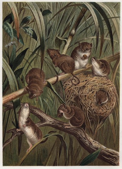 Topo raccolto (o topo nano) - topo raccolto eurasiatico (Micromys minutus) - incisione da 