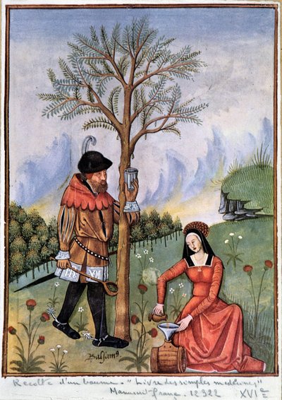 Raccolta di un balsamo - Libro delle medicine semplici da Unknown artist