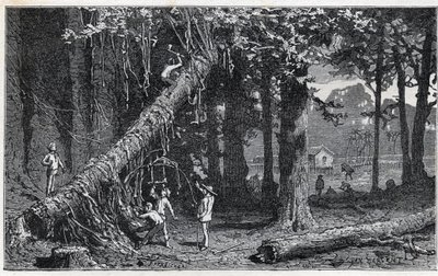 Raccolta della corteccia di china - Quinquina (Cinchona officinalis) da Unknown artist