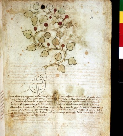 Erba "Idriam Maggiore" o erba "a forma di nodo semplice". Tavola botanica, Biblioteca comunale di Rimini da Unknown artist