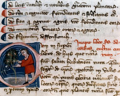 Orticoltura: raccolta di frutti (dettaglio). Pagina di manoscritto del Trattato di agraria di Pietro de Crescenzi, XIV secolo da Unknown artist