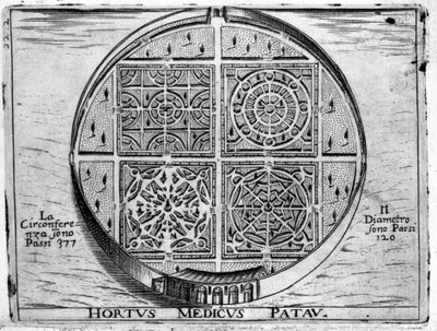 Hortus Medicus Patav: Giardino Medico di Padova da Unknown artist