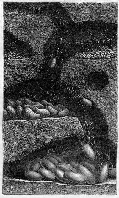 Deposizione di uova e larve in una formica. Incisione in “Il giornale della Gioventù” del 1888. da Unknown artist