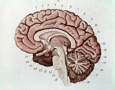 Sezione del cervello umano con emisferi cerebrali e cervelletto (incisione) da Unknown artist