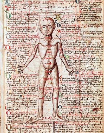 Corpo umano Incisione da 