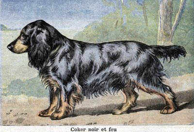 Cane da caccia: Cocker nero e fuoco da Unknown artist