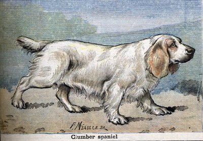 Cane da caccia: Clumber spaniel da Unknown artist