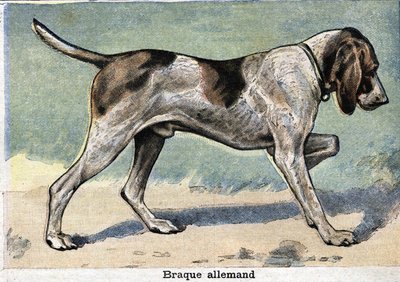 Cane da caccia: Bracco tedesco da Unknown artist