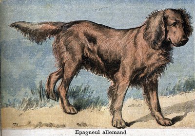 Cane da caccia: spaniel tedesco da Unknown artist