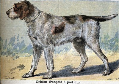 Cane da caccia: Griffone francese a pelo duro da Unknown artist