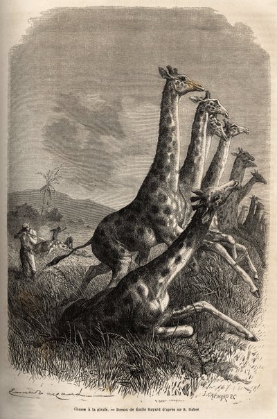 Caccia alla giraffa, il narratore spara alla sua preda e le sue guide completano una prima giraffa colpita. Incisione per illustrare l