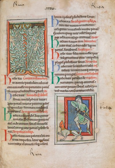 Miniature illuminate della pianta Ruta da Unknown artist