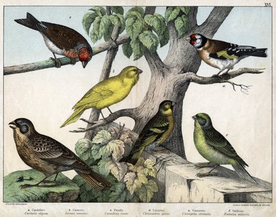 Illustrazione per "Storia naturale degli uccelli", ed. Hoepli, Milano da Unknown Artist