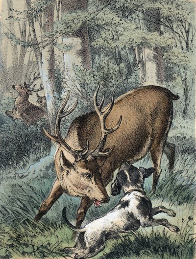 Illustrazione dei racconti di Franz Hoffmann 