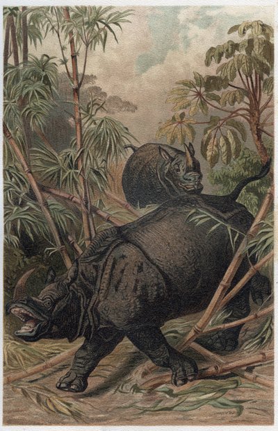 Rinoceronte indiano - Il rinoceronte indiano (Rhinoceros unicornis) - incisione da "Brehm