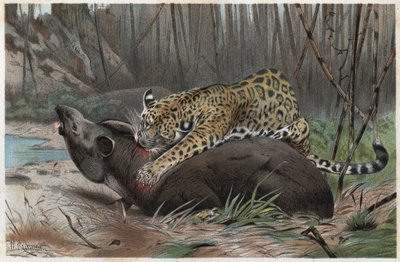 Giaguaro (Panthera onca) - incisione da "La vita degli animali" di Alfred Edmund Brehm (1829-1884) da Unknown artist