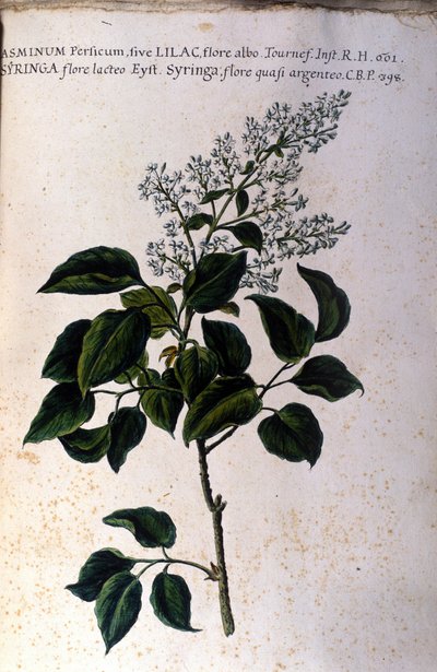 Ramo di gelsomino. Tavola da un erbario del XVII secolo da Unknown artist