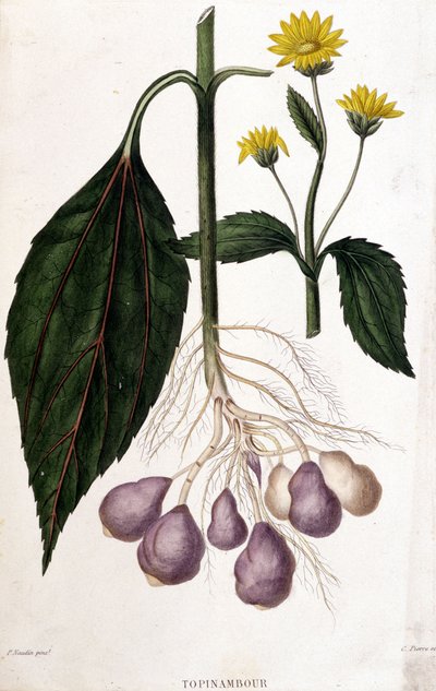 Topinambur - tavola botanica da Unknown artist