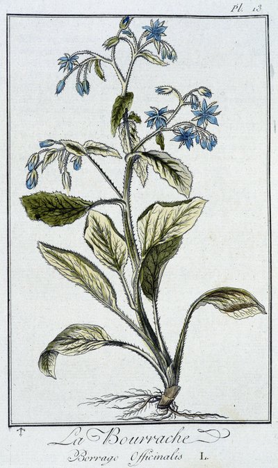 La borragine (Borrago officinalis) - in "Exercises de botany à l