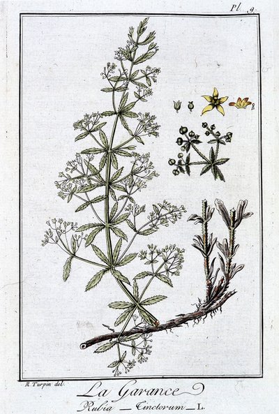 La Robbia (Rubia Tinctorum) - in "Esercizi di botanica per commercianti", scritto da J.C. Philibert, Imprimerie de Crapelet, Parigi da Unknown artist