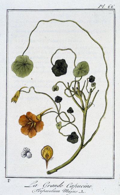 La Grande Nasturzio (Tropaeolum Majus) - in "Esercizi di botanica per commercianti", scritto da J.C. Philibert, Imprimerie de Crapelet, Parigi da Unknown artist