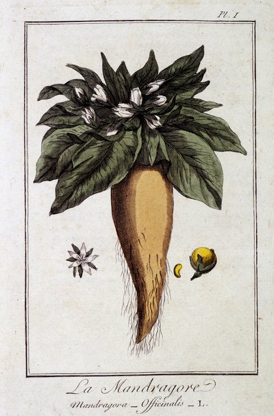 La mandragora (Mandragora officinalis) - in "Exercises de botany à l
