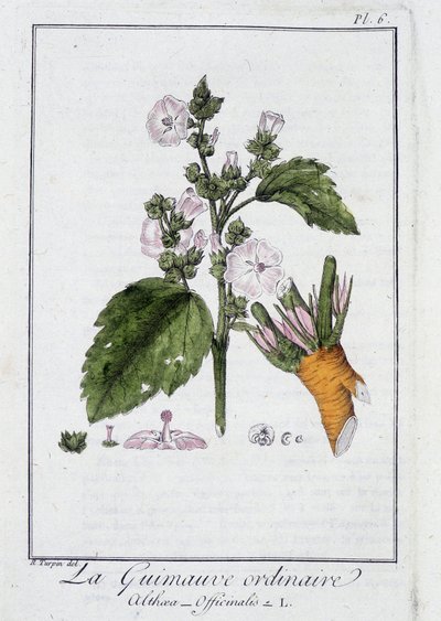 La Malva comune (Althaea Officinalis) - in "Esercizi di botanica per commercianti", redatto da J.C. Philibert, Imprimerie de Crapelet, Parigi da Unknown artist
