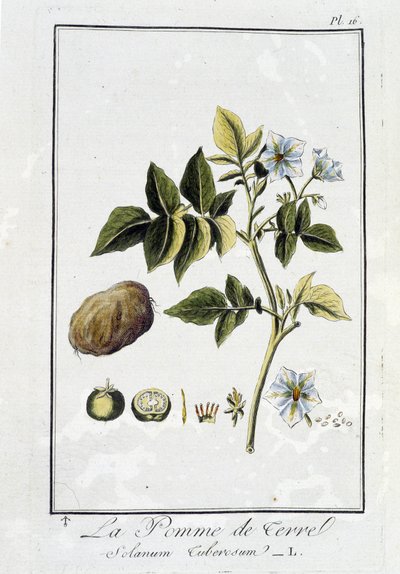 La Patata (Solanum Tuberosum) - in "Esercizi di botanica per commercianti", scritto da J.C. Philibert, Imprimerie de Crapelet, Parigi da Unknown artist
