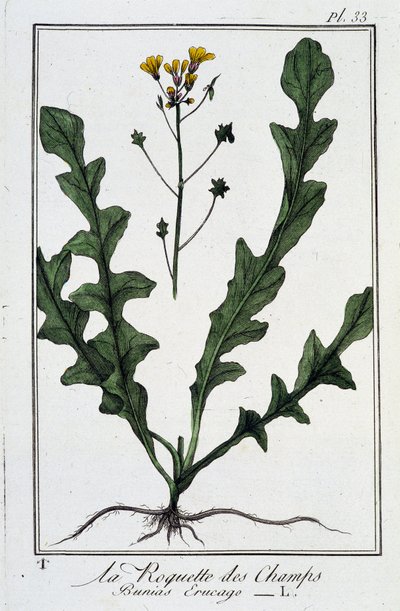 La Rucola dei campi (Bunias Erucago) - in "Esercizi di botanica per commercianti", scritto da J.C. Philibert, Imprimerie de Crapelet, Parigi da Unknown artist