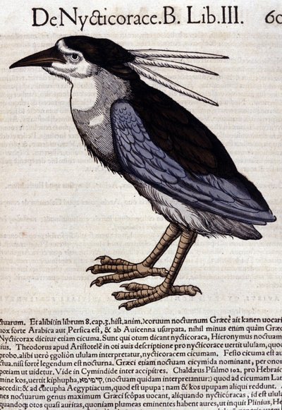 La bihoreau in Historia Animalium di Conrad Gesner (1516 - 1565), Tiguri da Unknown artist