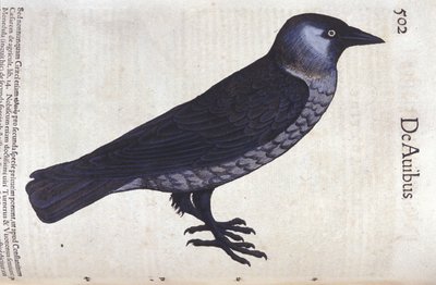 La choucas in Historia Animalium di Conrad Gesner (1516 - 1565), Tiguri da Unknown artist