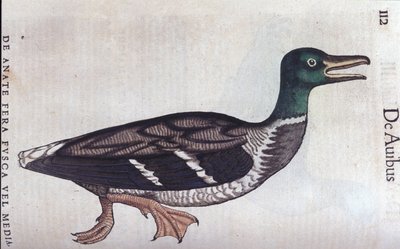 La ducard souchet in Historia Animalium di Conrad Gesner (1516 - 1565), Tiguri da Unknown artist