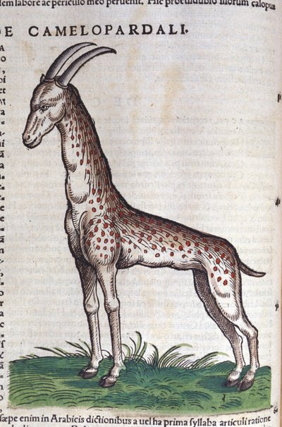 La giraffa. in Historia Animalium di Conrad Gesner (1516 - 1565), Tiguri da Unknown artist
