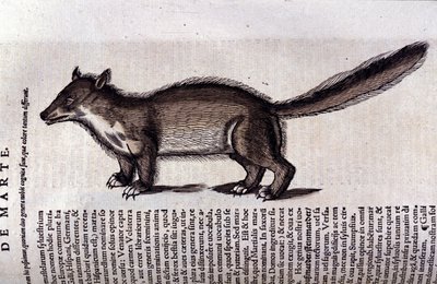 La martora in Historia Animalium di Conrad Gesner (1516 - 1565), Tiguri da Unknown artist
