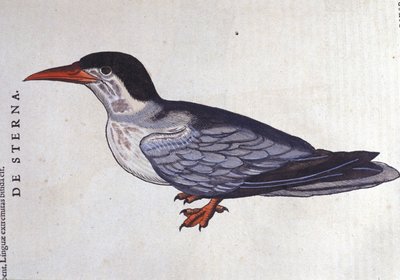 La sterna in Historia Animalium di Conrad Gesner (1516 - 1565), Tiguri da Unknown artist