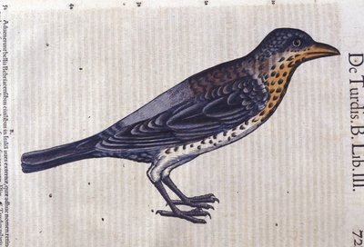 Il tordo in Historia Animalium di Conrad Gesner (1516 - 1565), Tiguri da Unknown artist